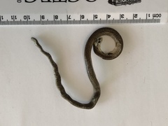 Paradelma orientalis