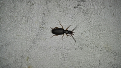 Dailodontus