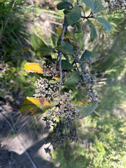(c) Peter Quakenbush, some rights reserved (CC BY) Buddleja parviflora, photograph (c) Peter Quakenbush, some rights reserved (CC BY)