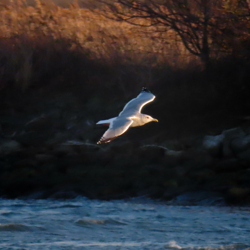 Vega Gull (Larus vegae), photo 2