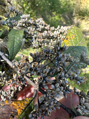 Buddleja parviflora, photograph (c) Peter Quakenbush, some rights reserved (CC BY)