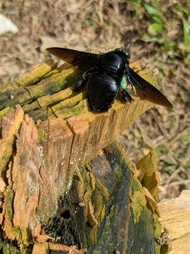 Xylocopa latipes