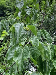 Vangueria bowkeri