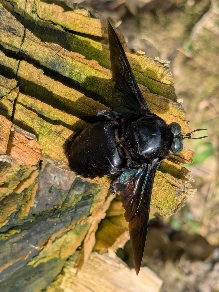 Xylocopa latipes (Xylocopa latipes)