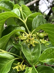 Vangueria bowkeri