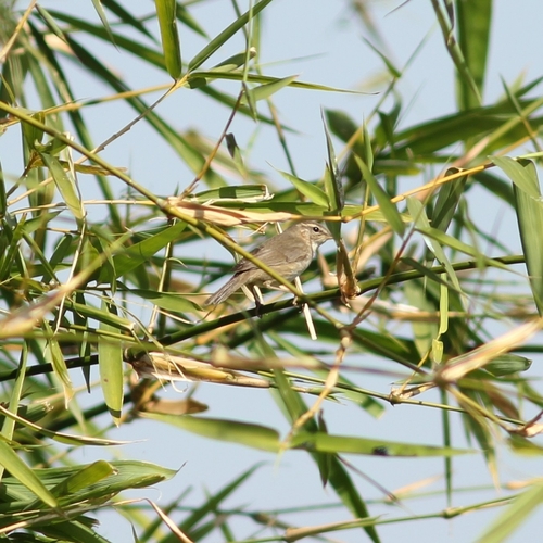Dusky Warbler (Phylloscopus fuscatus), photo 3