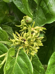 Vangueria bowkeri
