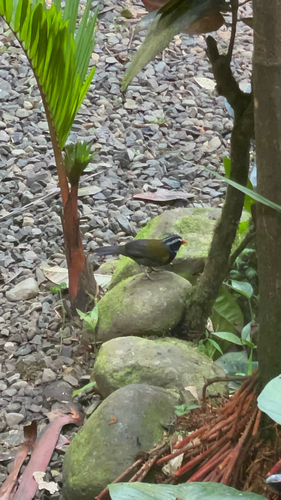 Orange-billed Sparrow (Arremon aurantiirostris), photo 10