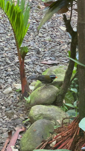 Orange-billed Sparrow (Arremon aurantiirostris), photo 9