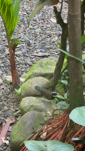 Orange-billed Sparrow (Arremon aurantiirostris), photo 8