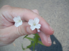 Epilobium pallidiflorum
