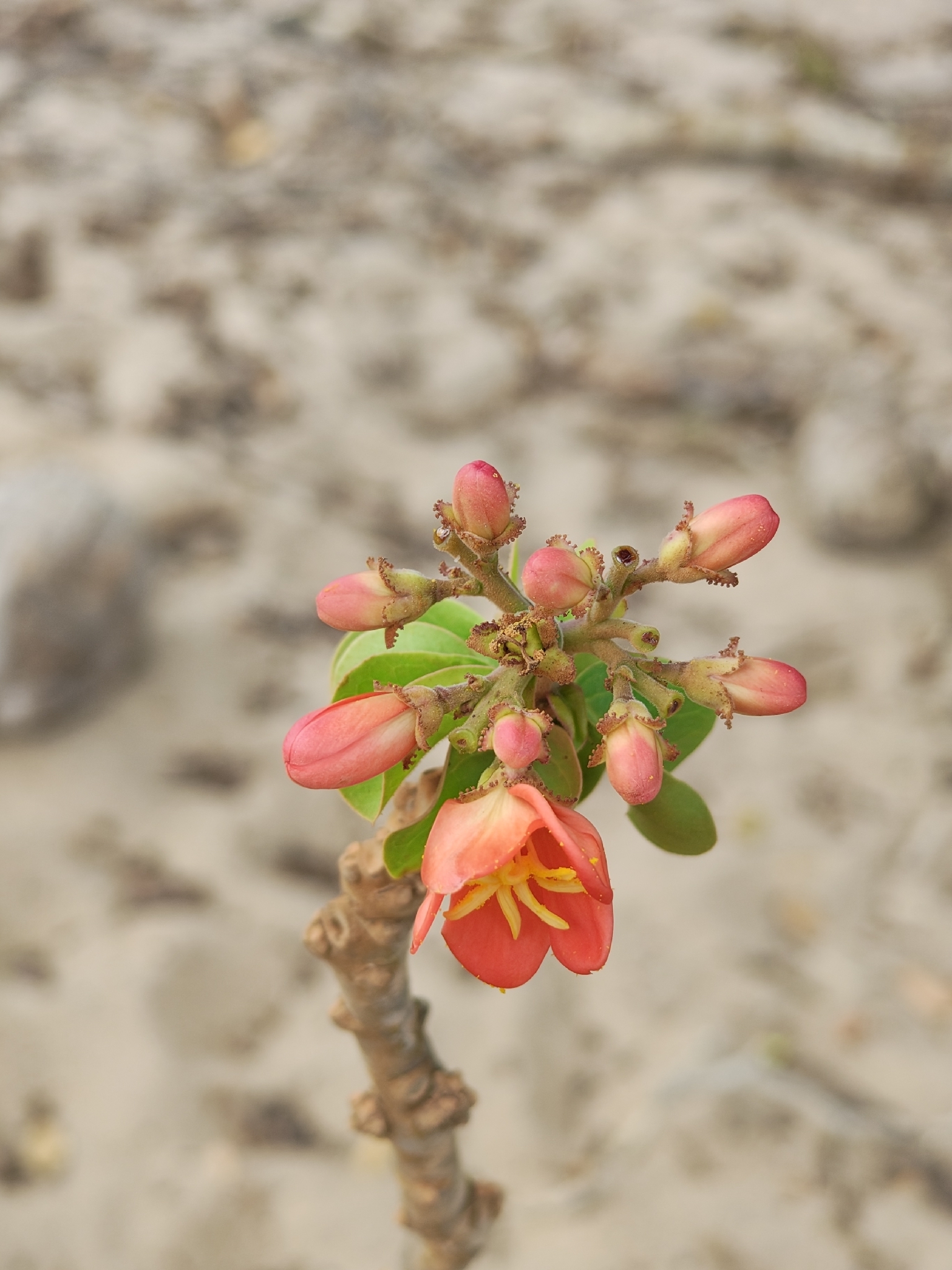 Jatropha mutabilis