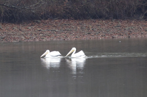 American White Pelican photographed in Alabama