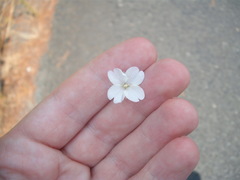 Epilobium pallidiflorum