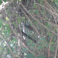 Thamnophilus palliatus