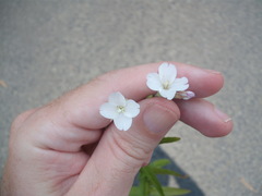 Epilobium pallidiflorum