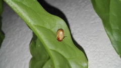 Cyclocephala melanocephala