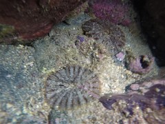 Actinostella bradleyi