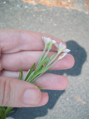 Epilobium pallidiflorum