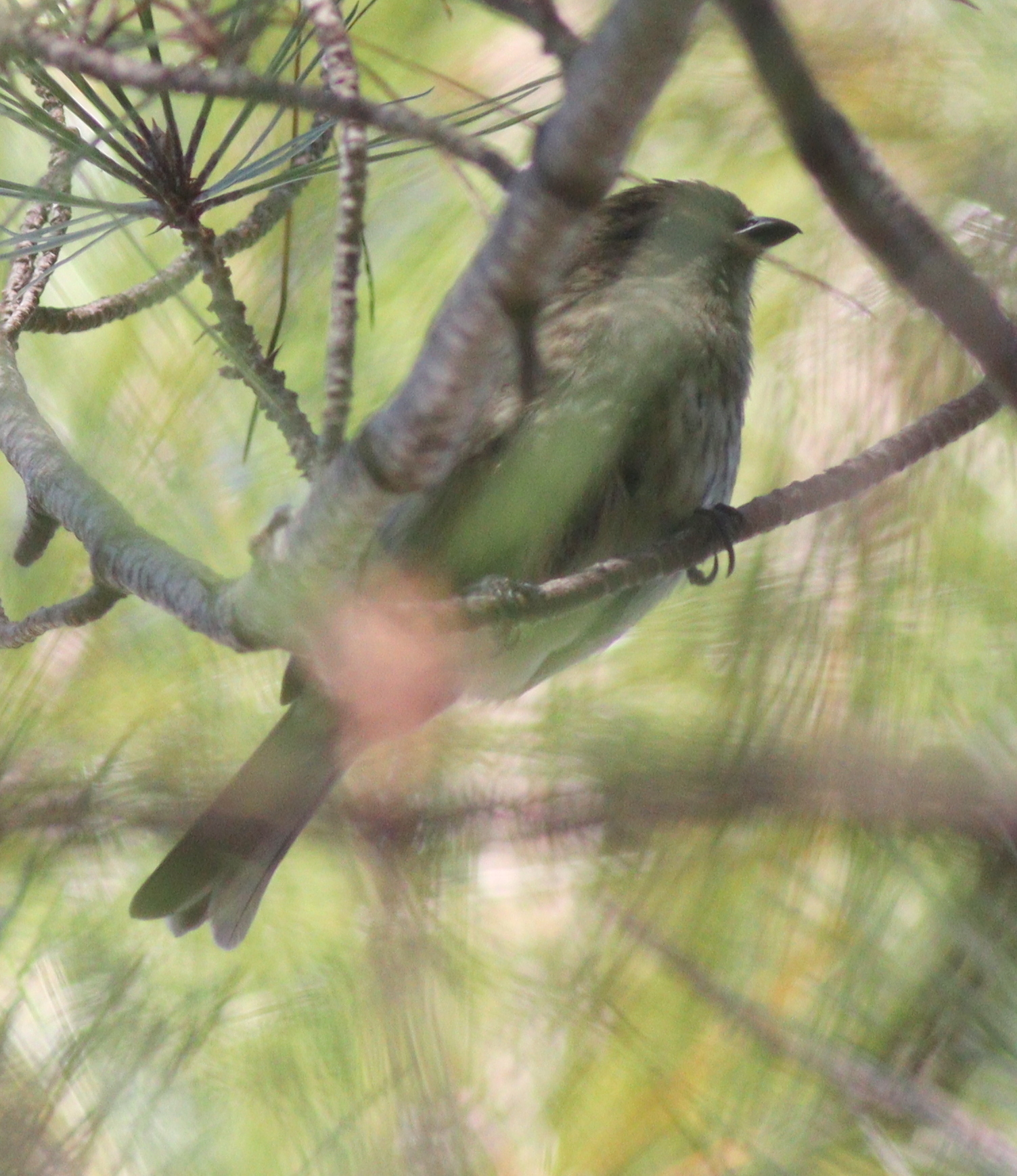 Hispaniolan Spindalis (Spindalis dominicensis), photo 7