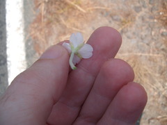 Epilobium pallidiflorum