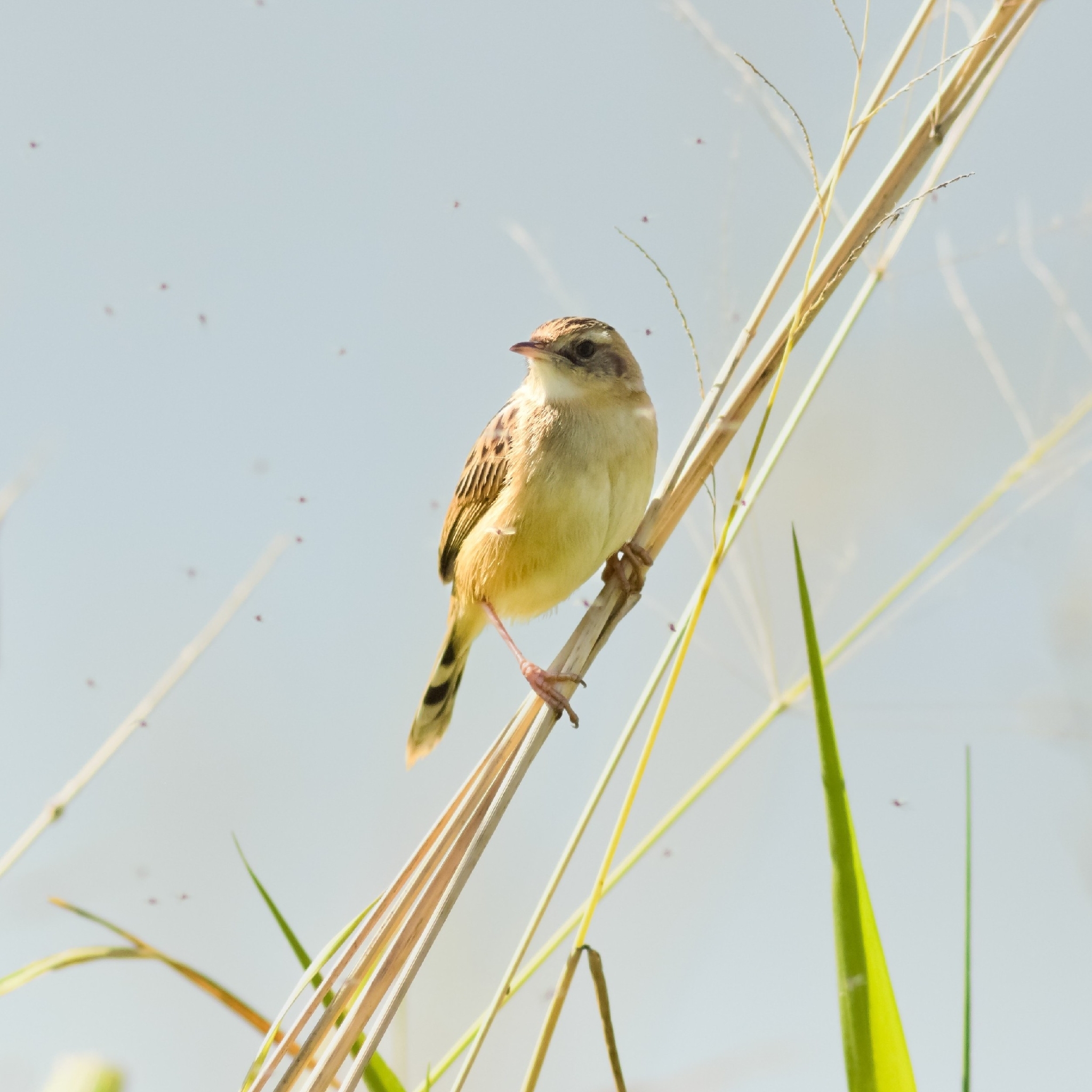 Zitting Cisticola (Cisticola juncidis), photo 7