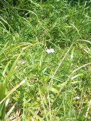 Epilobium pallidiflorum