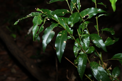 weeping lilli pilli (Syzygium floribundum)