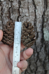 Pinus glabra