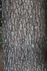 Pinus glabra