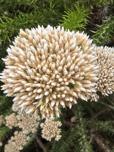 Eastern Blombush (Metalasia trivialis)