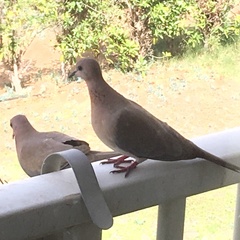 Streptopelia senegalensis