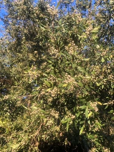 Lithraea molleoides