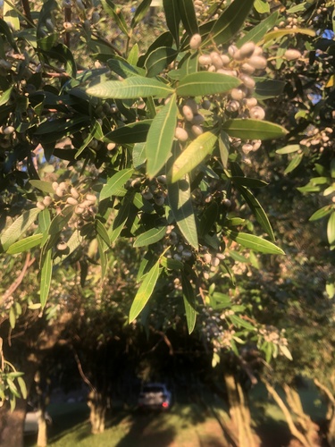 Foto de Aroeira branca