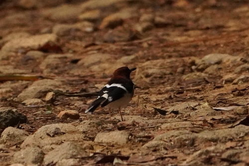 Chestnut-naped Forktail (Enicurus ruficapillus)