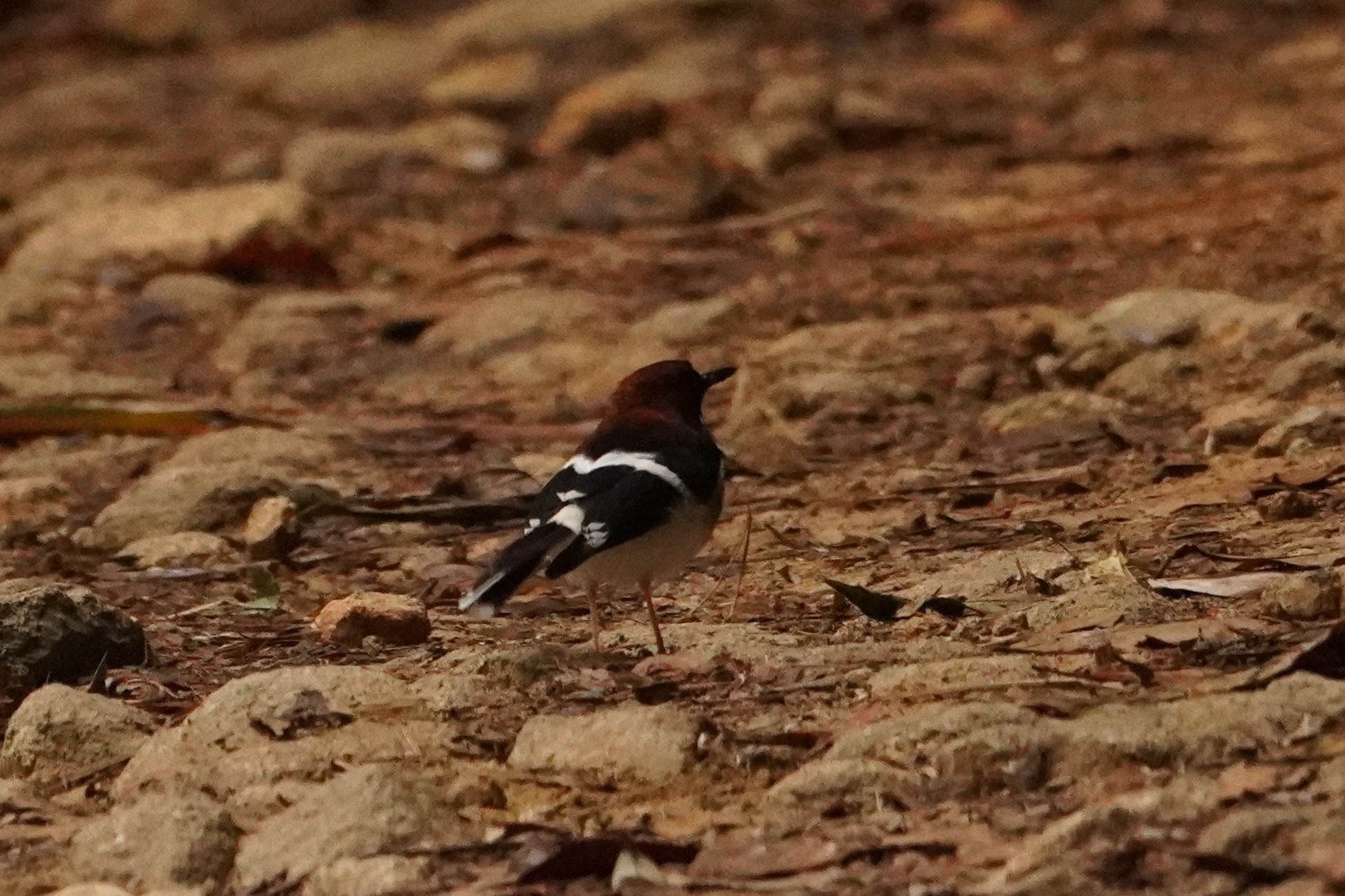 Chestnut-naped Forktail (Enicurus ruficapillus), photo 1