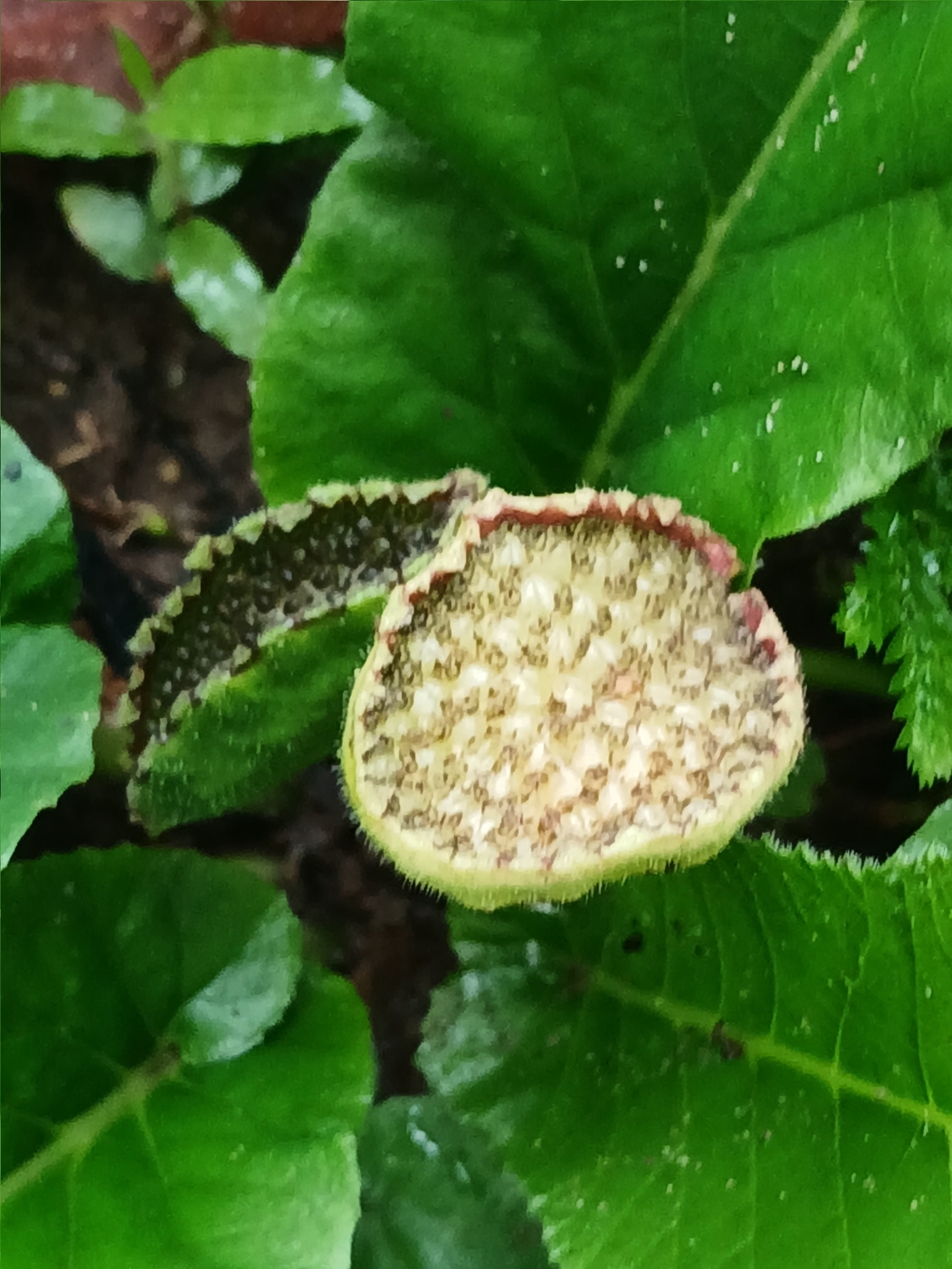 Dorstenia brasiliensis