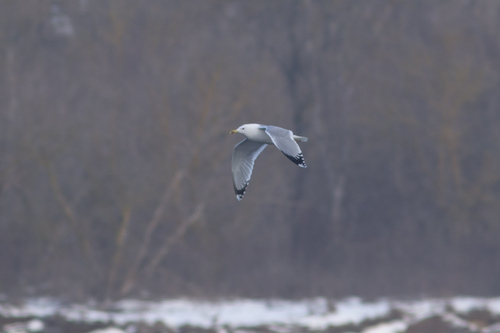Caspian Gull (Larus cachinnans), photo 5