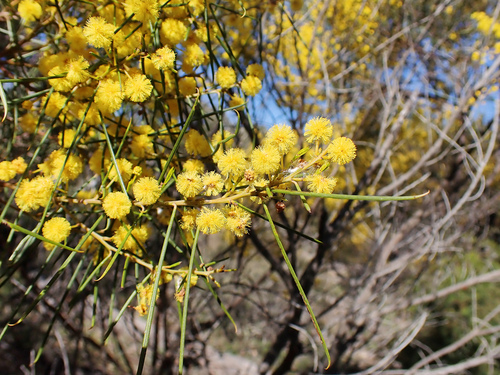 Wallowa (Acacia euthycarpa)