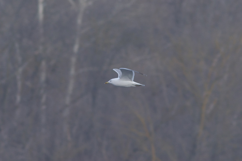 Caspian Gull (Larus cachinnans), photo 6