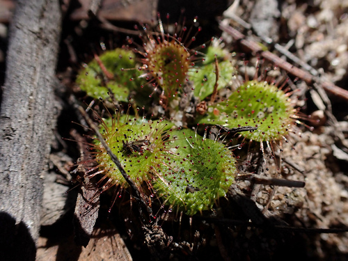 Scented Sundew (Drosera aberrans)
