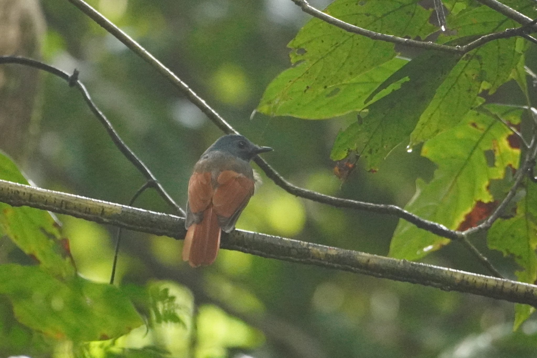 Rufous-winged Philentoma (Philentoma pyrhoptera), photo 2