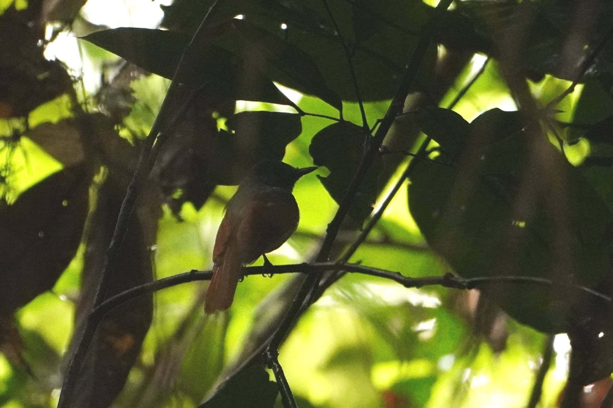 Rufous-winged Philentoma (Philentoma pyrhoptera), photo 1