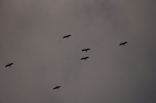 Asian Openbill (Anastomus oscitans), photo 5
