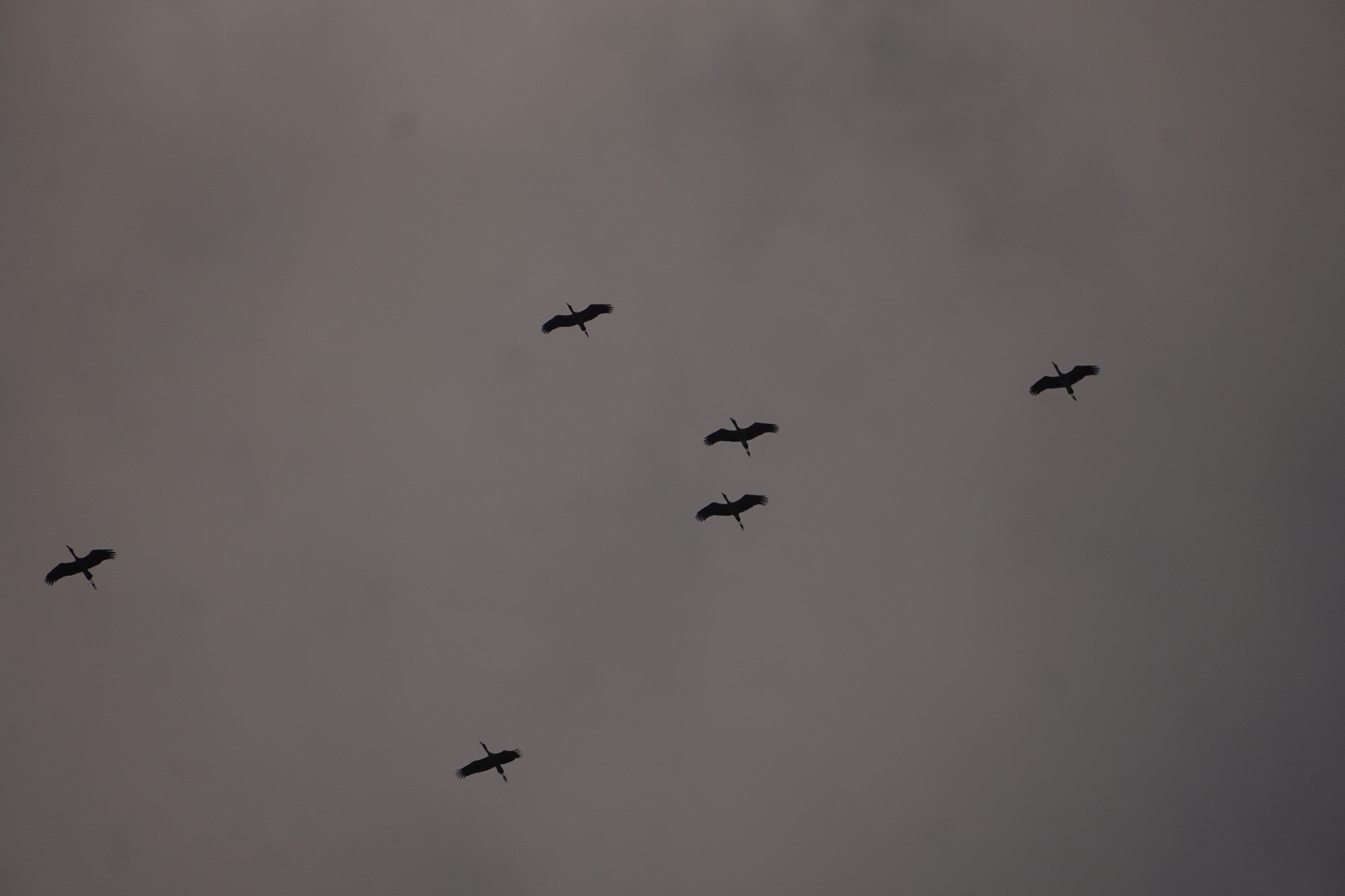 Asian Openbill (Anastomus oscitans), photo 7