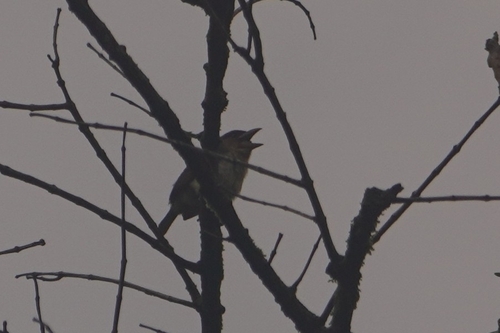 Sooty Barbet (Caloramphus hayii)