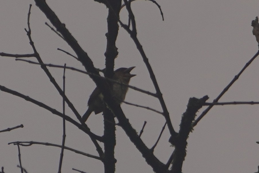 Sooty Barbet (Caloramphus hayii), photo 1