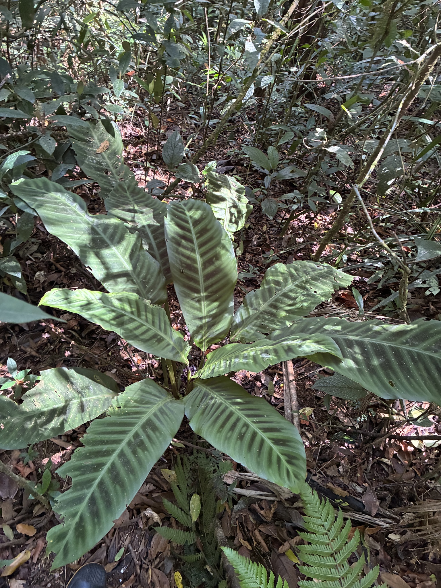 Imagem de Maranta, Sassará