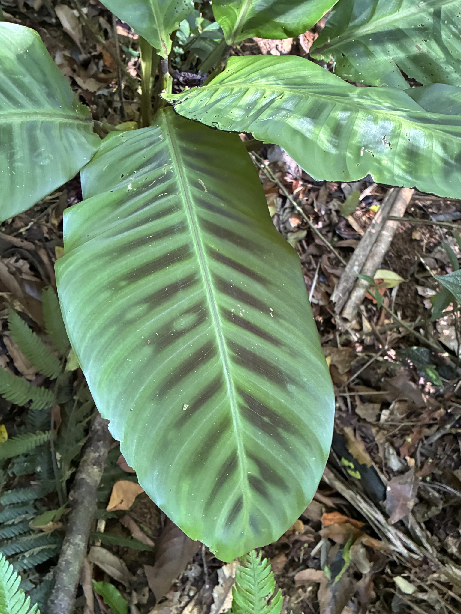 Imagem de Maranta, Sassará