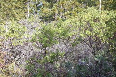 Arctostaphylos virgata